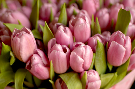 Spring bouquet of pink tulips
