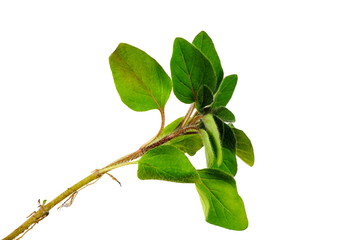 Oregano Zweig