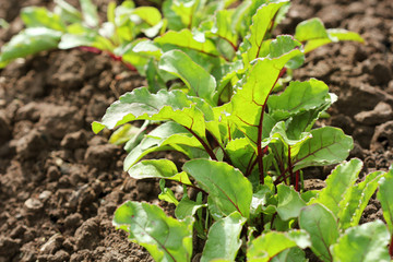 Young green beetroot plans on a path in the vegetable garden