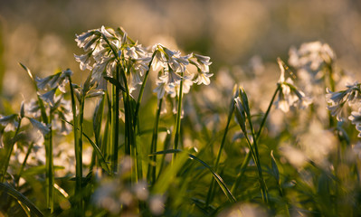 White bluebell flowers growing in a forest during springtime sunset