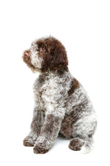 beautiful brown fluffy puppy