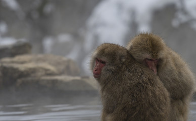 Japanese macaque or snow monkeys, (Macaca fuscata), sitting on rock of hot spring, holding each other to keep warm. Showing their faces and looking left. Joshinetsu-Kogen National Park, Nagano, Japan