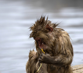 Baby Japanese macaque or snow monkeys, (Macaca fuscata), sitting on rock of hot spring, with spikey hair. Looking left with sad face. Joshinetsu-Kogen National Park, Nagano, Japan