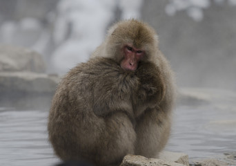 Japanese macaque or snow monkeys, ( Macaca fuscata ), one holding the other to keep warm. Joshinetsu-Kogen National Park, Nagano, Japan