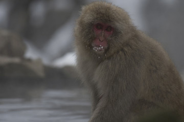 Single Japanese macaque or snow monkeys, ( Macaca fuscata ), sitting on rock of hot spring, with snow on his mouth and looking at camera with big eyes. Joshinetsu-Kogen National Park, Nagano, Japan