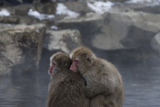 Japanese macaque or snow monkeys, ( Macaca fuscata ), sitting close together on rock of hot spring, looking left. Joshinetsu-Kogen National Park, Nagano, Japan