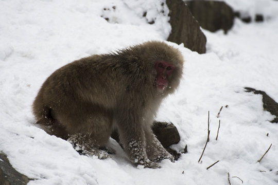 Japanese macaque or snow monkeys, ( Macaca fuscata ), sitting on snow, with snow in background, looking right. Joshinetsu-Kogen National Park, Nagano, Japan
