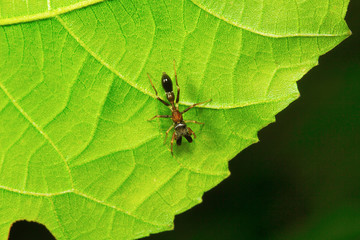 Ant mimic spider , Myrmarachne , Aarey Milk Colony , INDIA