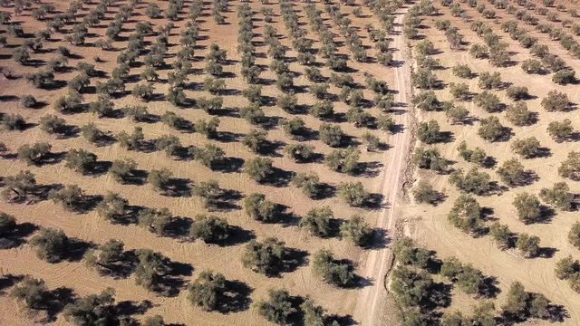 Air View 4k field of olive trees near Jaen, Spain