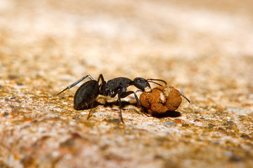 Ant, Aarey Milk Colony