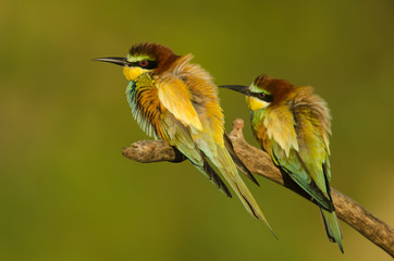 European bee-eater, Merops apiaster, colorful birds near their nesting hole, Slovakia