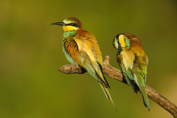 European bee-eater, Merops apiaster, colorful birds near their nesting hole, Slovakia