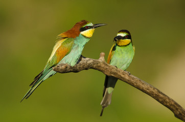 European bee-eater, Merops apiaster, colorful birds near their nesting hole, Slovakia