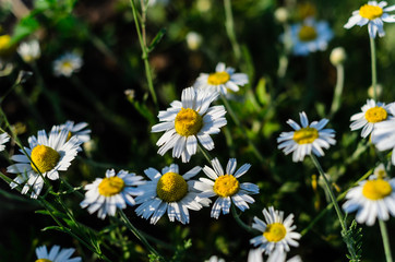 Fototapeta premium White chamomile (matricaria) blossoming on summer in park
