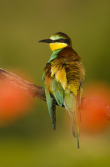 Fototapeta premium European bee-eater, Merops apiaster, colorful birds near their nesting hole, Slovakia