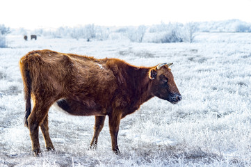 The Kalmyk breed cows on pasture. All vegetation covered with a thick layer of frost