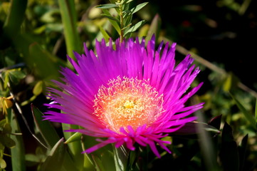 Obraz premium Carpobrotus flower