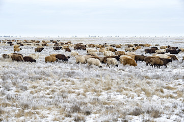 Flock of sheep on pasture in the winter