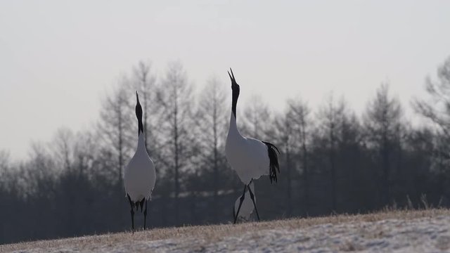 4k video of Beautiful Dancing and flying Red-crowned crane bird from kushiro hokkaido japan in winter season , Courting animal behavior