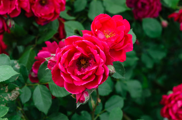 Close-up of rose flowers