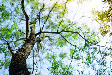 Fototapeta premium Big trees and wide branches.