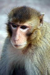 Monkey,  be the mammal,  there is body character resembles a human,  believe in that  there is same species of an ancestor.