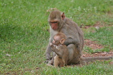 Monkey,  be the mammal,  there is body character resembles a human,  believe in that  there is same species of an ancestor.