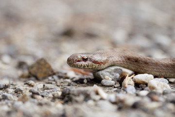 Snake lying on Ground 