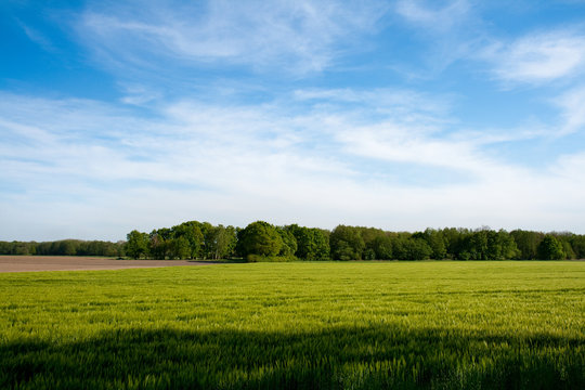 gruenes Feld mit Getreide unter blauem lebhaften Himmel mit Wald im Hintergrund