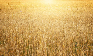 Fototapeta premium Gold wheat field in sunlight.