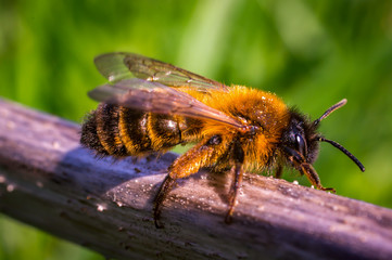 Lenz Wiese Frueh Jahr Biene auf Garten