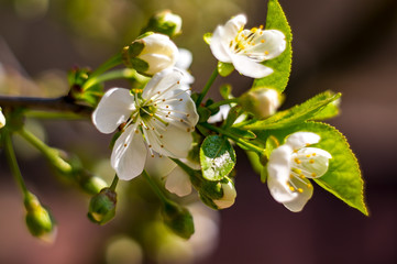 Frueh Jahr 2018 Weiss Bluete Lenz Blueh im Garten