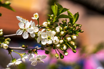 Weiss Bluete Frueh Jahr 2018 Lenz Blueh im Garten