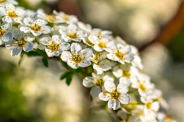 Weiss Bluete Lenz Blueh im Garten Frueh Jahr 2018