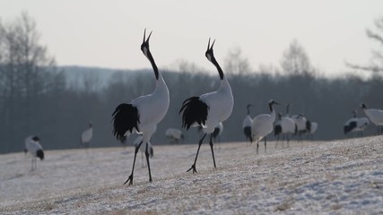 4k video of Beautiful Dancing and flying Red-crowned crane bird from kushiro hokkaido japan in winter season , Courting animal behavior