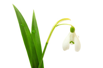 Beautiful snowdrop flower isolated on white background