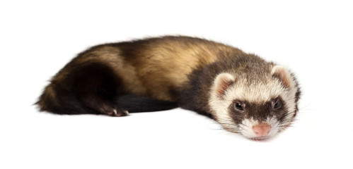 Grey ferret in full growth lies, isolated on white background. Ferret sitting on white background.