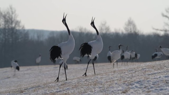 4k video of Beautiful Dancing and flying Red-crowned crane bird from kushiro hokkaido japan in winter season , Courting animal behavior
