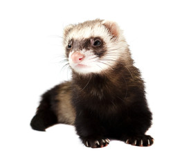Grey ferret in full growth lies, isolated on white background. Ferret sitting on white background.