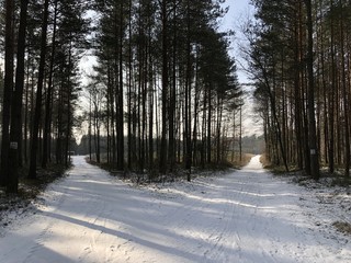 zimowy las © sorensen15