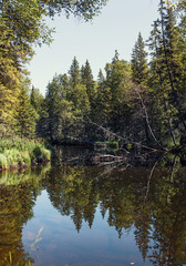 Wild forest lake with pine trees