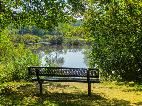 Empty benche under green tree near water in the public park. 
Landscape of early autumn in Lillie Park, Ann Arbor, Michigan, USA.