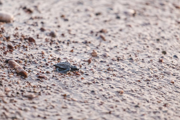 Baby of a sea turtle walk to the ocean