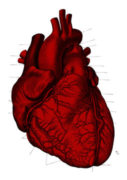 Vintage Anatomy Heart Engraving Illustration 1910