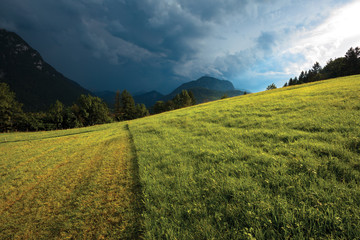Field in Alps, edge between stubble and grass