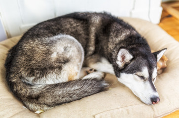 Sleeping husky dog.