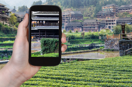 tourist photographs tea plantation in Sanjiang