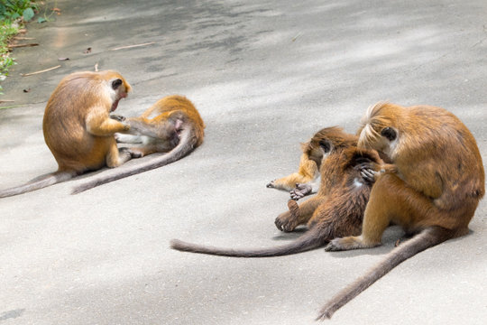 Ceylon-Hutaffen auf der Stra&szlig;e, Macaca sinica
