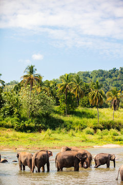Fototapeta Wild elephants in Sri Lanka