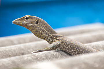 Bindenwaran, Varanus Salvator, Jungtier